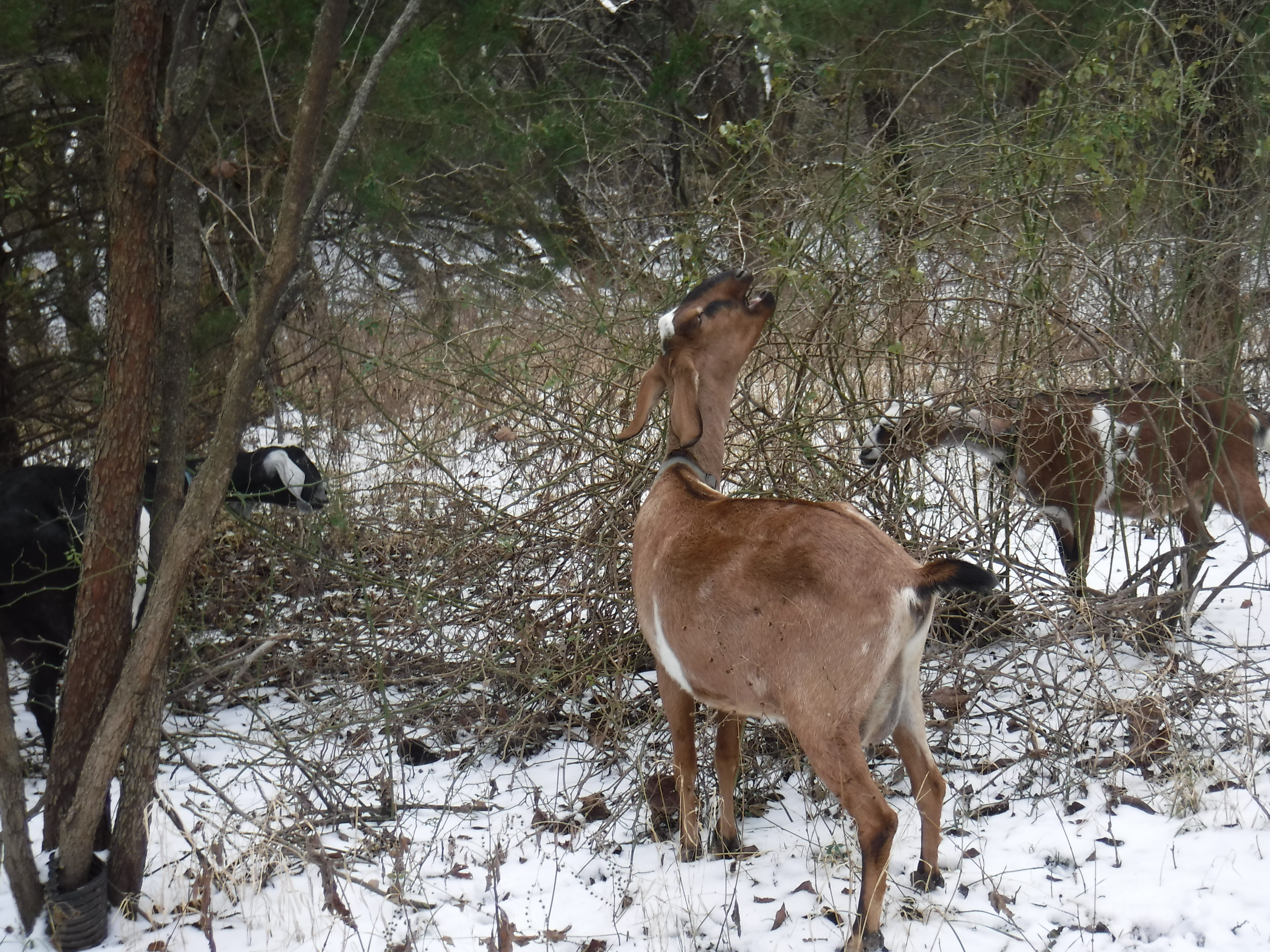 Nubians goats eating a winter
                            rosebush.