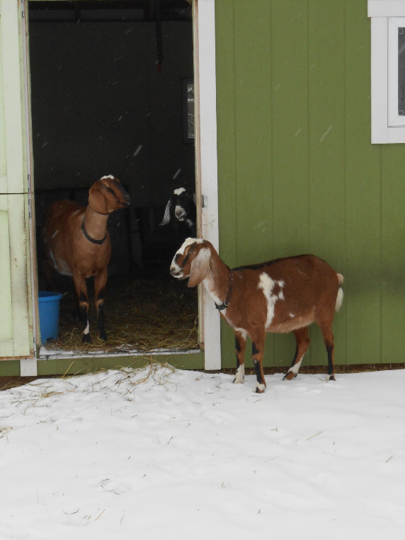 Reason and Fancy have exiled Spice from the barn.