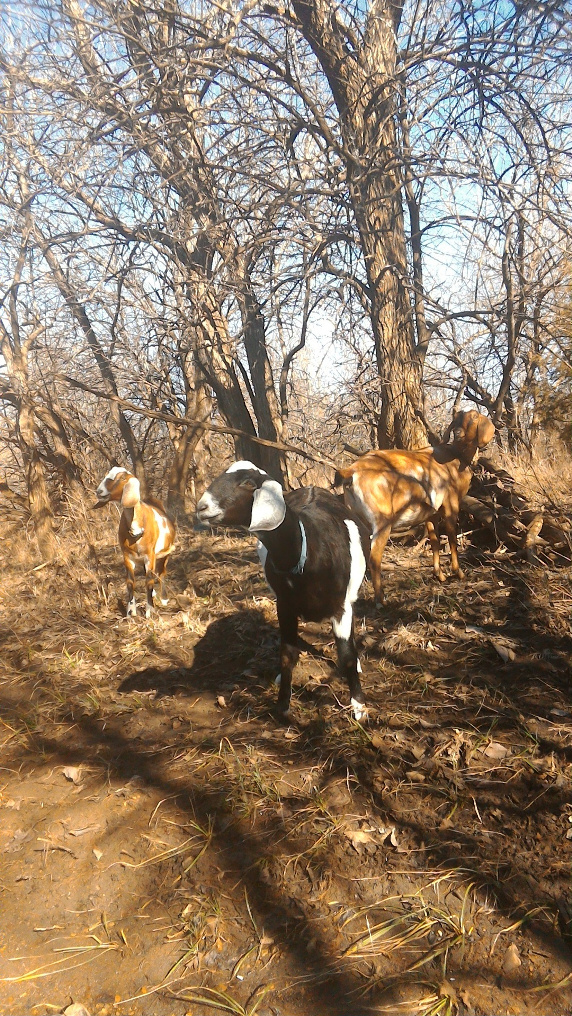 Goats in an Osage Orange thicket